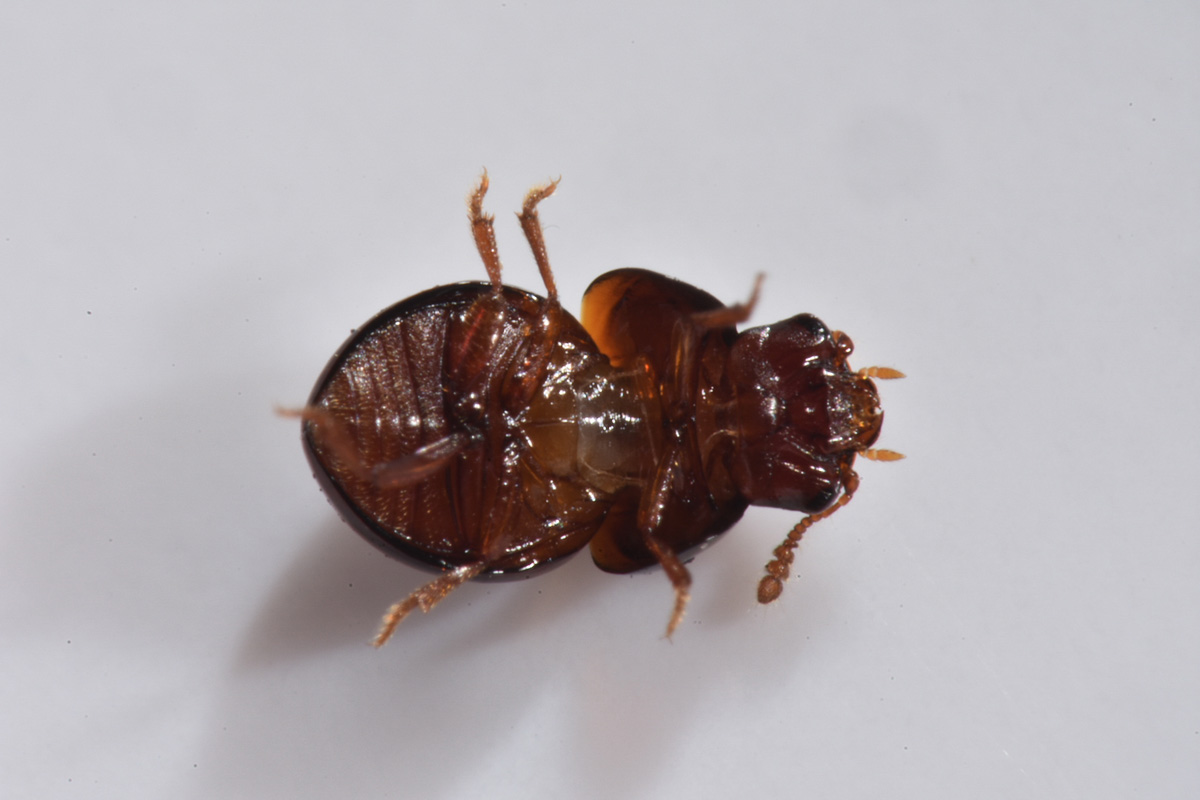 Leiodidae: femmina di Agathidium dentatum